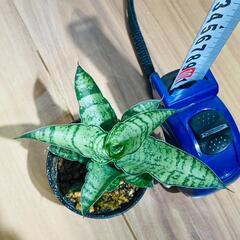 【観葉植物】サンスベリア・パゴダ（2号スリット鉢つき）の画像