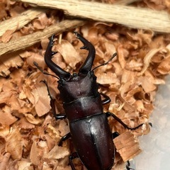 ノコギリクワガタ♂の画像