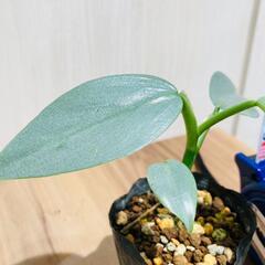 【観葉植物】フィロデンドロン「シルバーメタル」（2.5号ポット付き）の画像