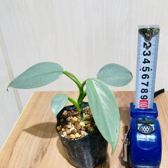 【観葉植物】フィロデンドロン「シルバーメタル」（2.5号ポット付き）の画像