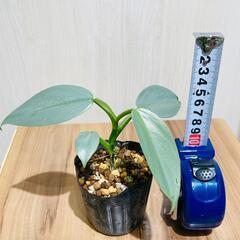 【観葉植物】フィロデンドロン「シルバーメタル」（2.5号ポット付き）の画像