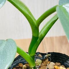【観葉植物】フィロデンドロン「シルバーメタル」（2.5号ポット付き）の画像