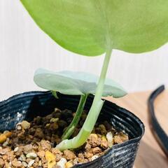 【観葉植物】スキンダプサス オルモストシルバー（2.5号ポット付き）の画像
