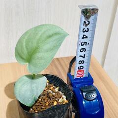【観葉植物】スキンダプサス オルモストシルバー（2.5号ポット付き）の画像