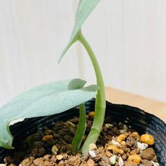 【観葉植物】スキンダプサス オルモストシルバー（2.5号ポット付き）の画像