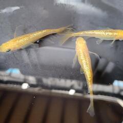 レクリスロングフィン　若魚10+2匹の画像