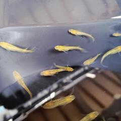 レクリスロングフィン　若魚10+2匹の画像