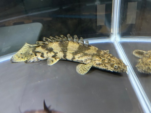 ポリプテルスエンドリケリー　ショート約23cm