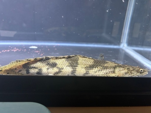 ポリプテルスエンドリケリー　ショート約23cm