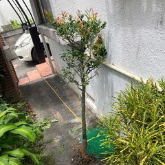 黒木、レモングラス他の画像