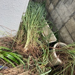 黒木、レモングラス他の画像