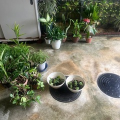 観葉植物たくさんあります＾＾の画像