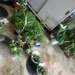 観葉植物たくさんあります＾＾の画像