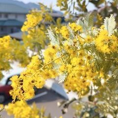 素人が育てた【銀葉アカシア・ミモザ】お引き取り限定‼️の画像