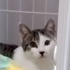 甘えん坊のサバ白くん − 埼玉県