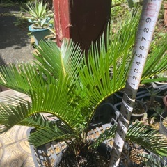 ソテツ　売約★良サイズ★ の画像