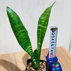 【観葉植物】サンスベリア・ゼラニカ（2.5号ポット付き）の画像