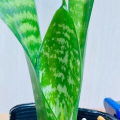 【観葉植物】サンスベリア・ゼラニカ（2.5号ポット付き）の画像