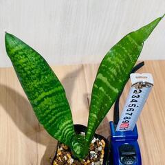 【観葉植物】サンスベリア・ゼラニカ（2.5号ポット付き）の画像