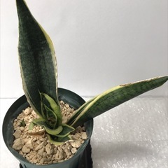 サンセベリア　2個セット付きの画像