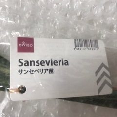 サンセベリア　2個セット付きの画像