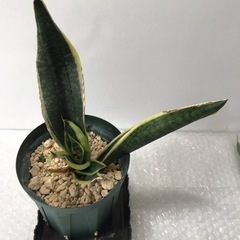 サンセベリア　2個セット付きの画像