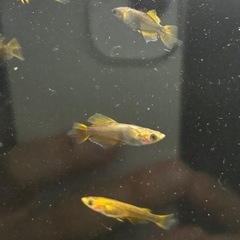 (決まりました)めだか　 20匹の画像