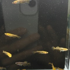 (決まりました)めだか　 20匹の画像