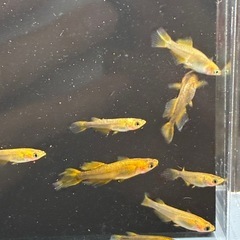 (決まりました)めだか　 20匹の画像
