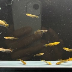 (決まりました)めだか　 20匹の画像