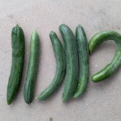 有機栽培野菜 色々②の画像