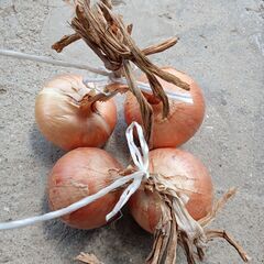 有機栽培野菜 色々②の画像