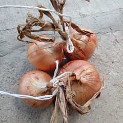 有機栽培野菜 色々 ①の画像