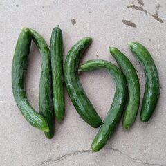 有機栽培野菜 色々 ①の画像