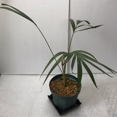 アレカヤシの画像