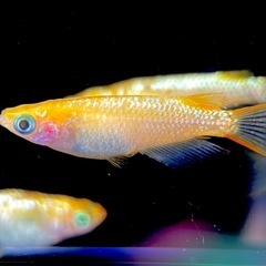 レクリス　メダカ　卵50個の画像