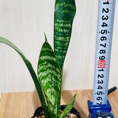 【観葉植物】サンスベリア・ゼラニカ（2.5号ポット付き）の画像