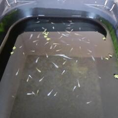 21日終了です。メダカの稚魚1000円の画像