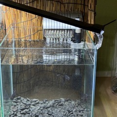 黒出目金30cmキューブ水槽セットの画像