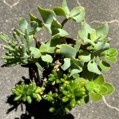 多肉寄植え①の画像