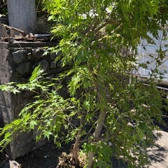 もみじ　鉢植えの画像