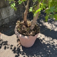 もみじ　鉢植えの画像