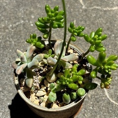 多肉寄植え②の画像