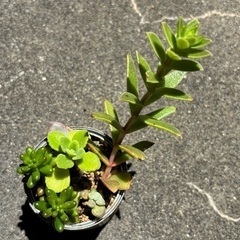 多肉寄植え③の画像