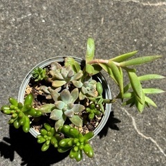 多肉寄植え④の画像