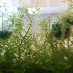 櫻華ラムズホーン水草セットの画像