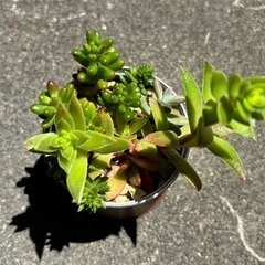 多肉寄植え⑤の画像