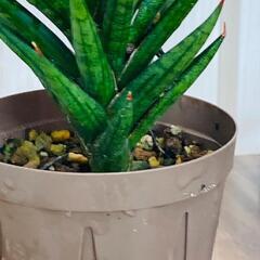 【観葉植物】サンスベリア・フランシシー（2.5号スリット鉢つき）の画像