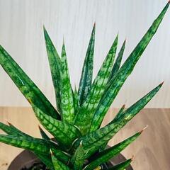 【観葉植物】サンスベリア・フランシシー（2.5号スリット鉢つき）の画像