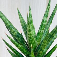 【観葉植物】サンスベリア・フランシシー（2.5号スリット鉢つき）の画像